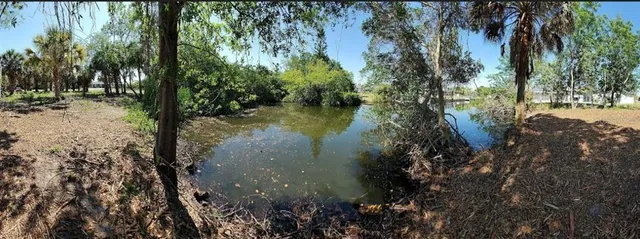 a view of a lake with a tree