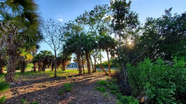 a view of a park that has large trees
