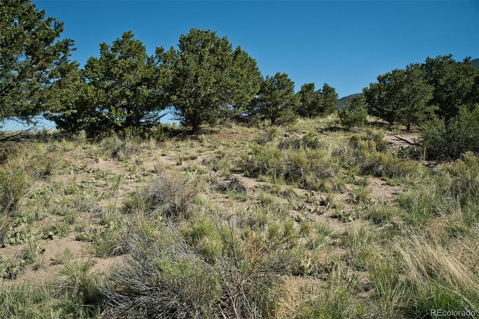 4438 Rarity Court Crestone, CO 81131 - Photo 6 of 14 a view of a yard with a tree