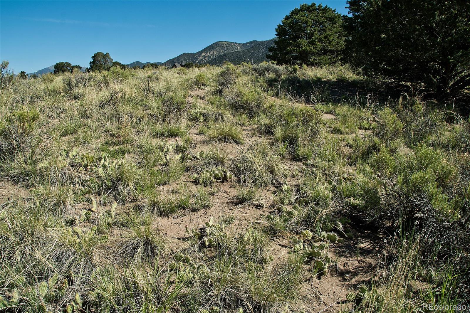 4438 Rarity Court Crestone, CO 81131 - Photo 7 of 14 a view of a forest