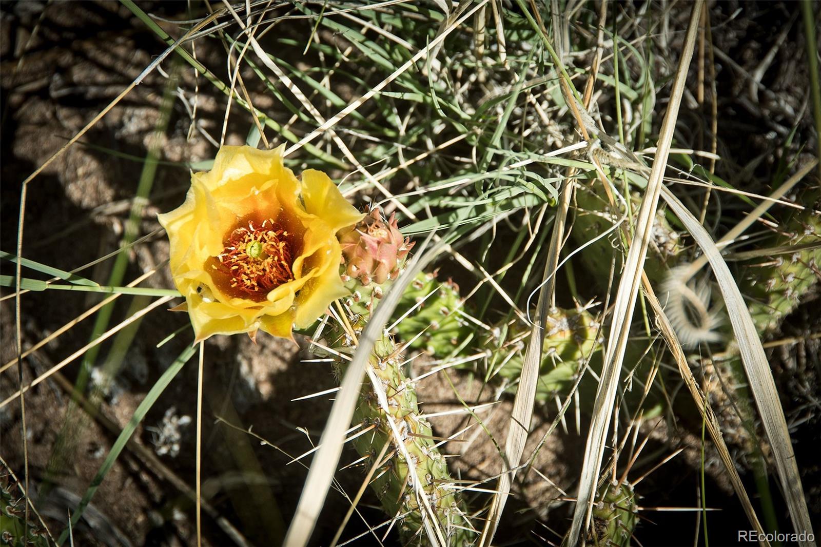4438 Rarity Court Crestone, CO 81131 - Photo 9 of 14 a picture of a street