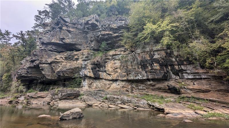 1328 Birch Lane Ranger, GA 30734 - Photo 27 of 33 a view of a yard with trees