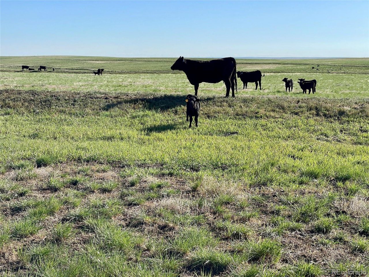 166 County Road Deer Trail, CO 80105 - Photo 9 of 10 a view of a garden with an outdoor seating