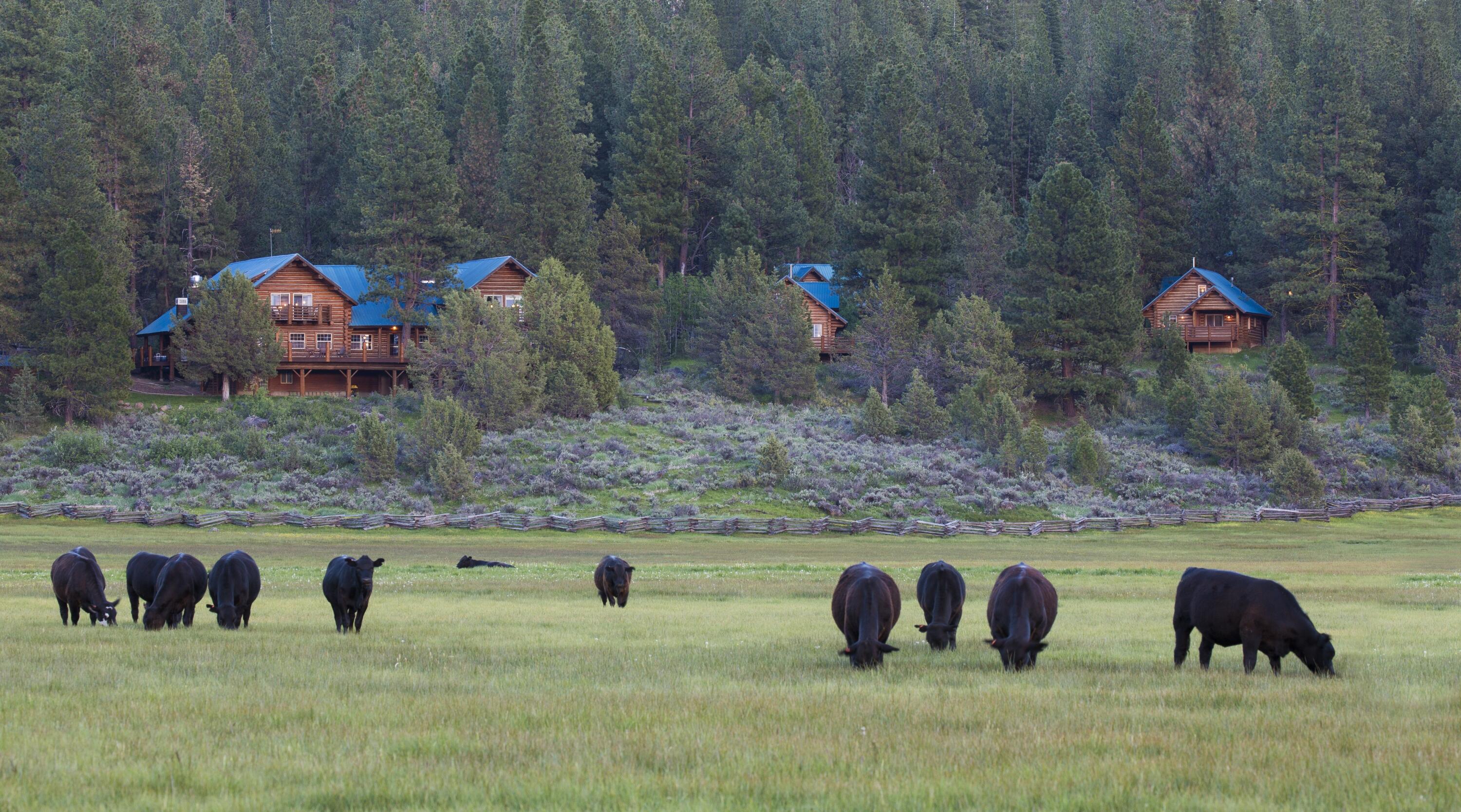 cattle herd pasture