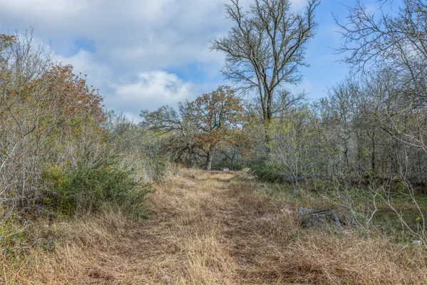 a view of a forest with lots of trees
