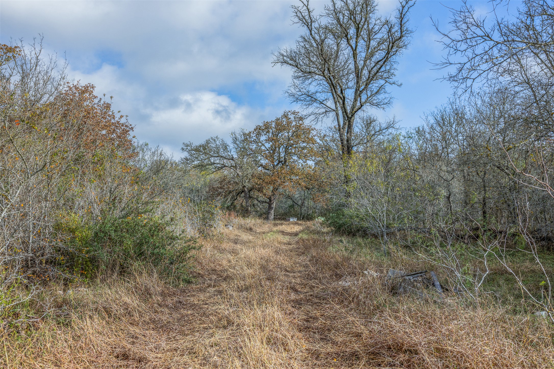 970 Bugtussle Lane Luling, TX 78648 - Photo 6 of 12 a view of a forest with lots of trees