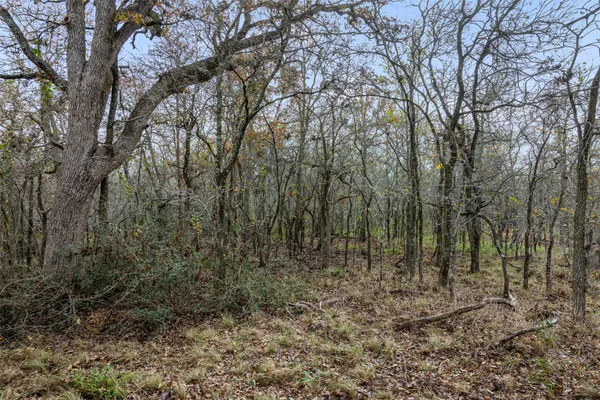 a view of a forest with trees in the background