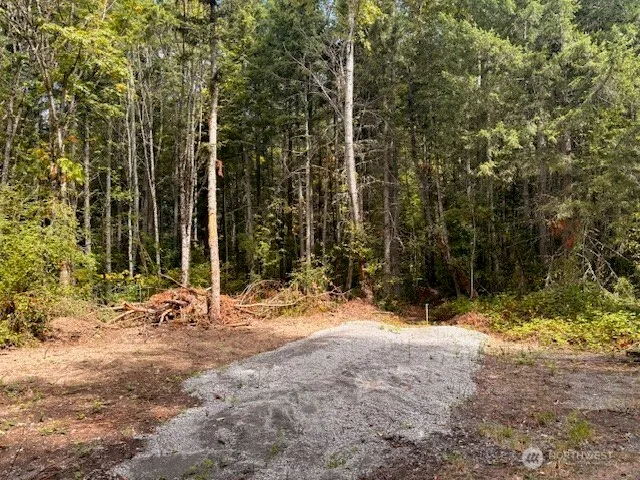 a view of a forest with trees