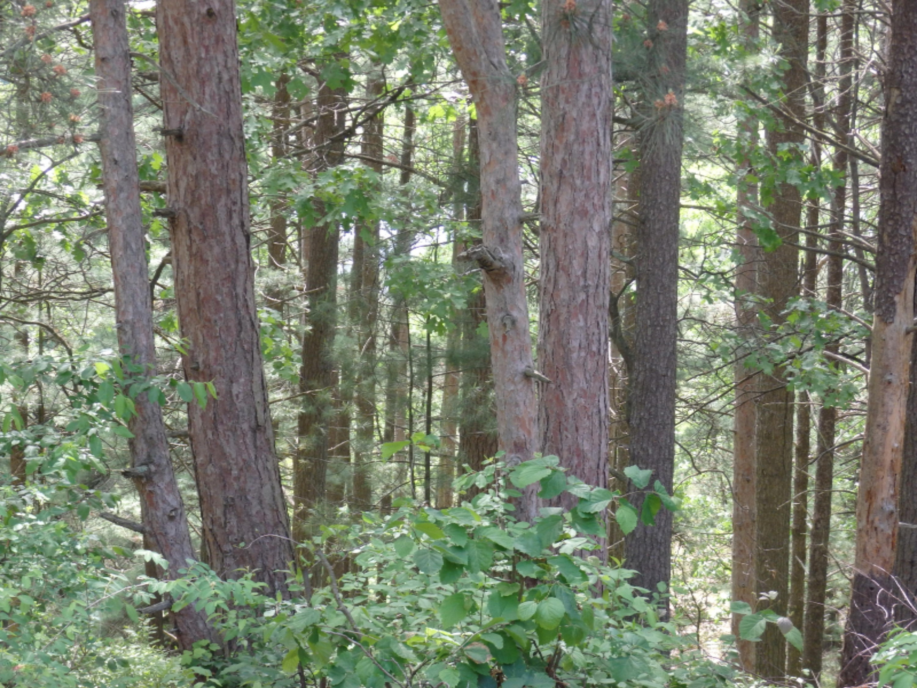 772 Red Apple Road Manistee, MI 49660 - Photo 81 of 110 P6070650