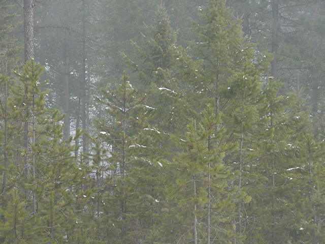 0 Bussard Lk Road Loon Lake, WA 99109 - Photo 4 of 4 Gallery Image 4
