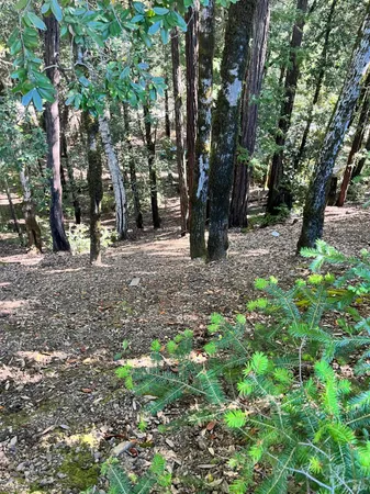 a view of outdoor space with trees