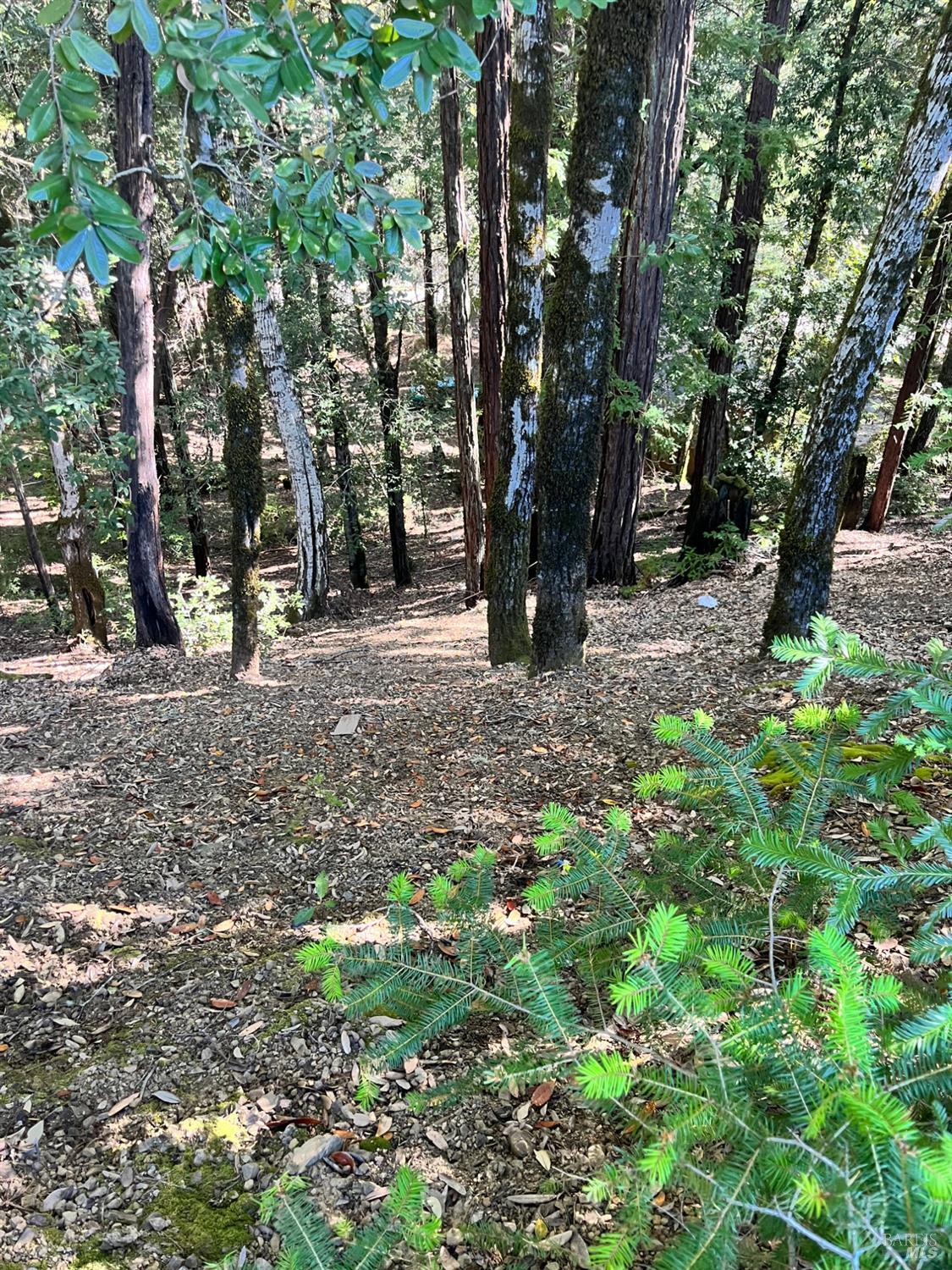 2185 Primrose Drive Willits, CA 95490 - Photo 2 of 4 a view of outdoor space with trees