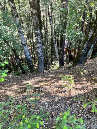 a view of a trees with a tree