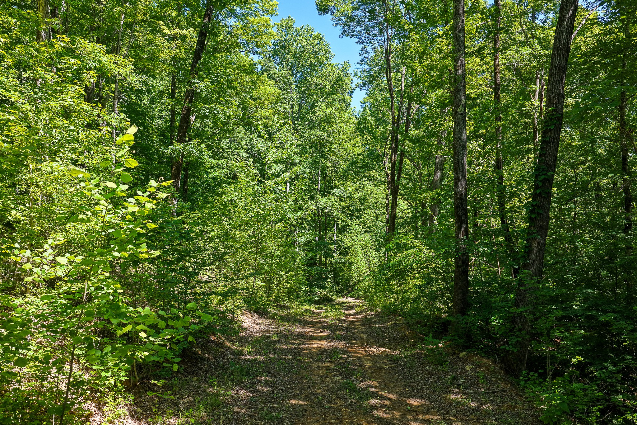 0 Mayberry Prong Road Linden, TN 37096 - Photo 7 of 24