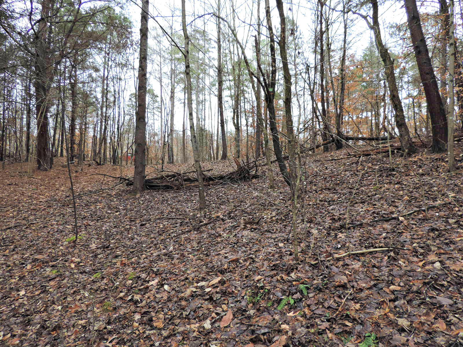 0 Covington Road Dandridge, TN 37725 - Photo 5 of 7 Gallery Image 5