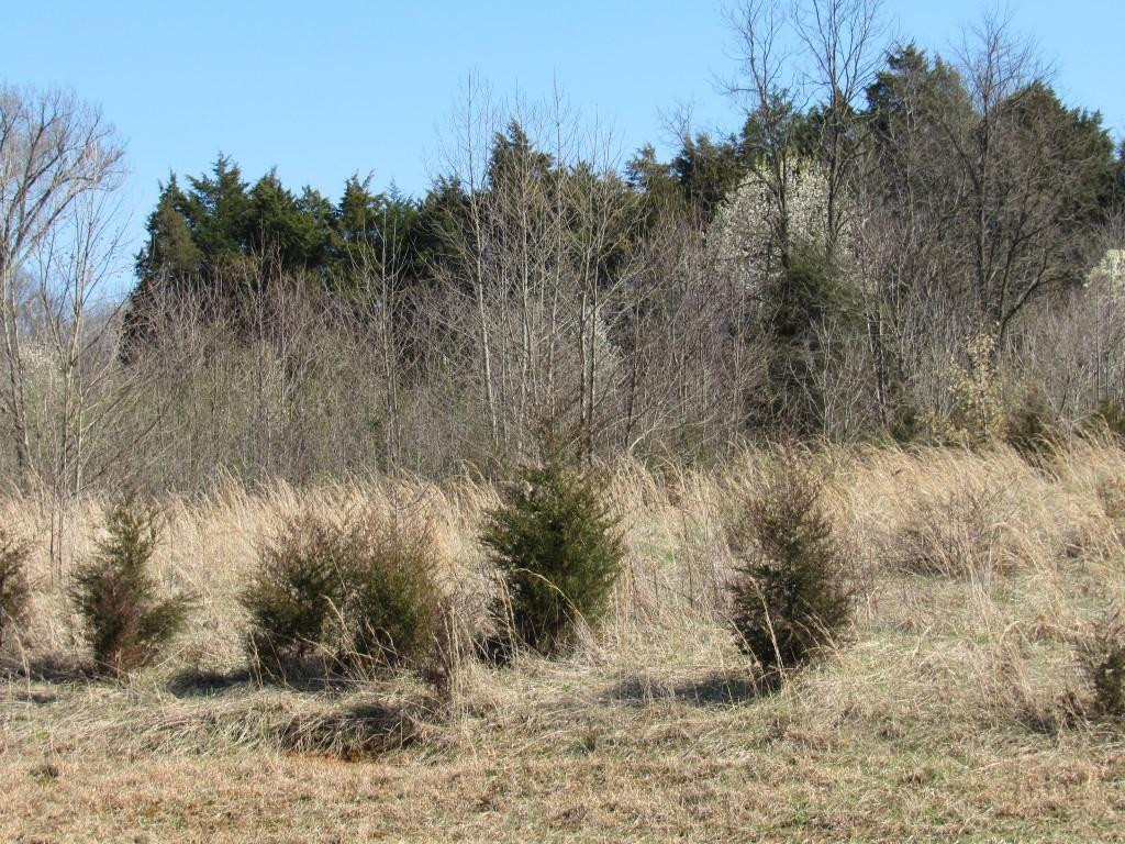 Lot 5 Rock Springs Road, Unit 5 Kingsport, TN 37663 - Photo 4 of 6 Photo 4