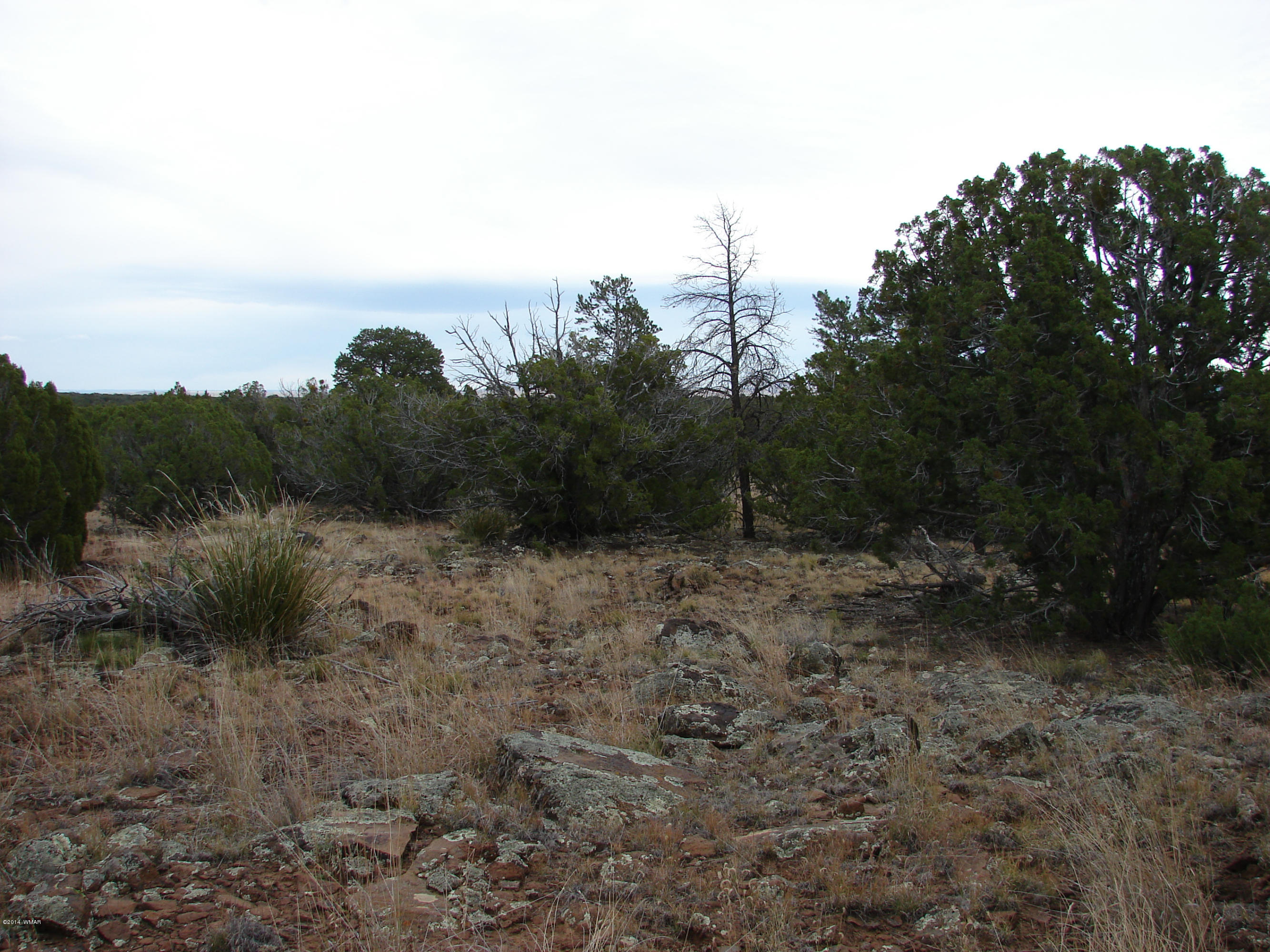 8109 County Road Concho, AZ 85924 - Photo 1 of 15 a view of a yard with a tree
