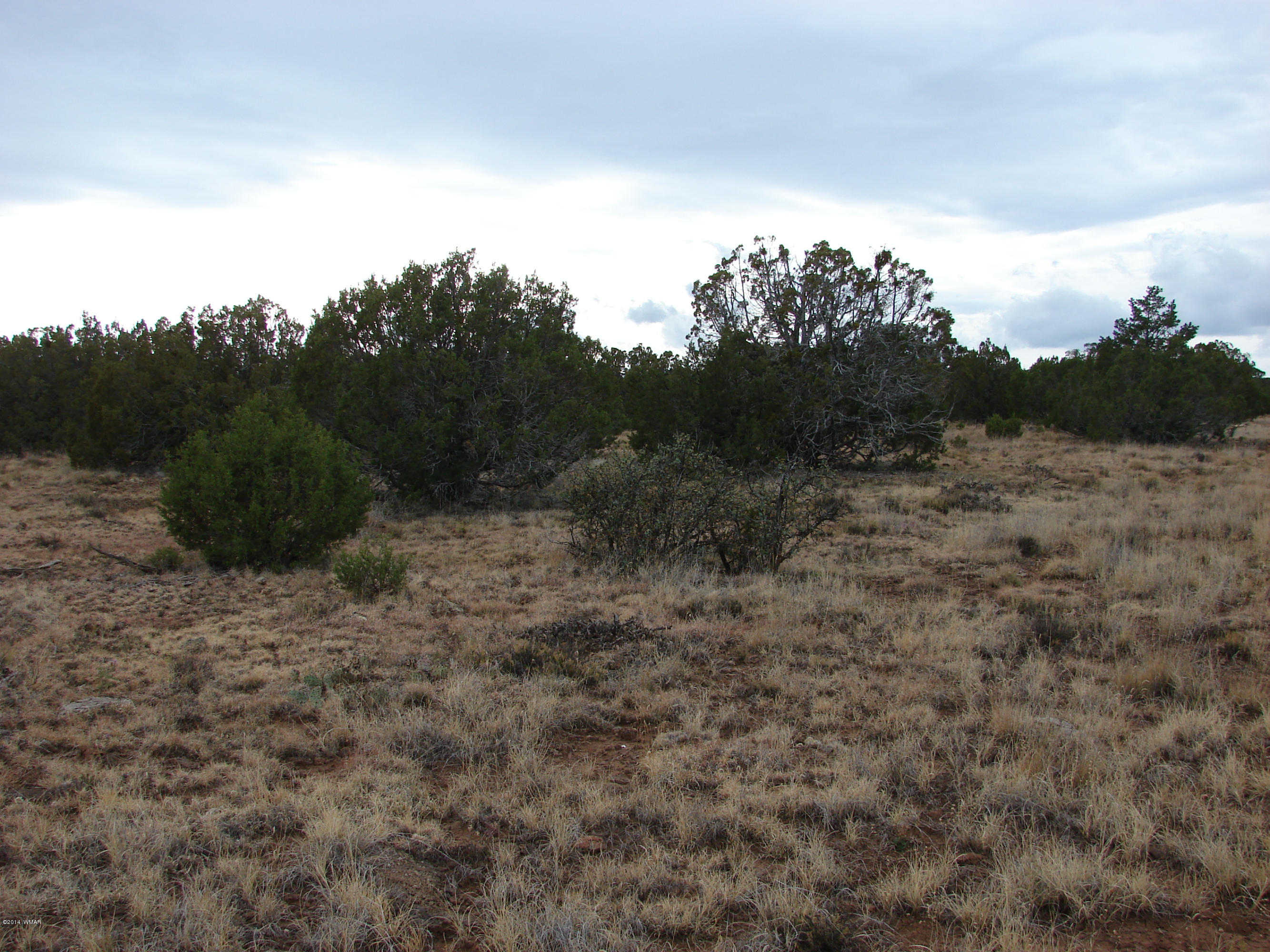 8109 County Road Concho, AZ 85924 - Photo 11 of 15 a view of a dry yard with trees in the background