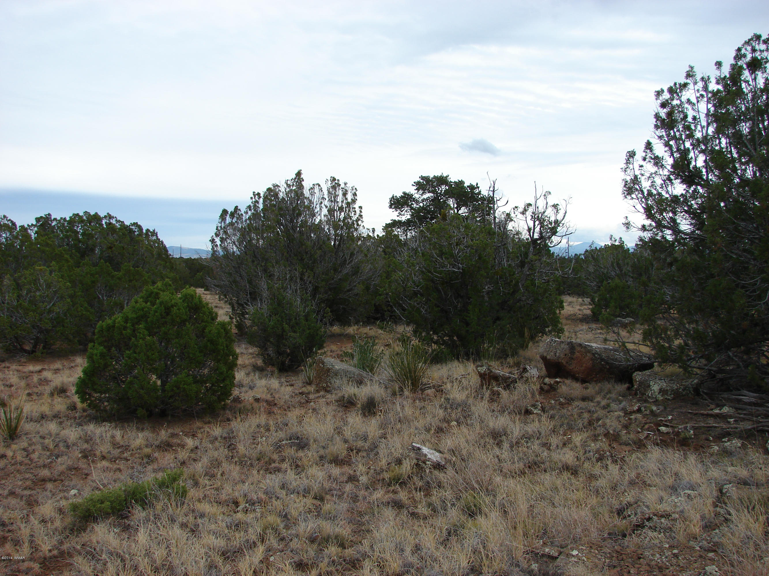 8109 County Road Concho, AZ 85924 - Photo 15 of 15 a view of a forest with trees in the background
