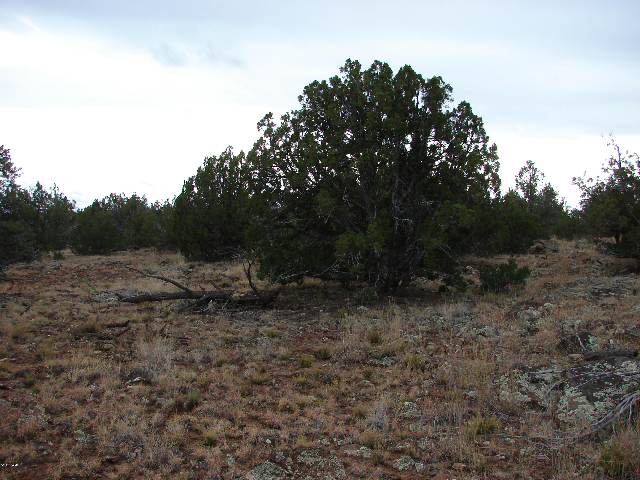 8109 County Road Concho, AZ 85924 - Photo 2 of 15 a view of outdoor space with trees all around