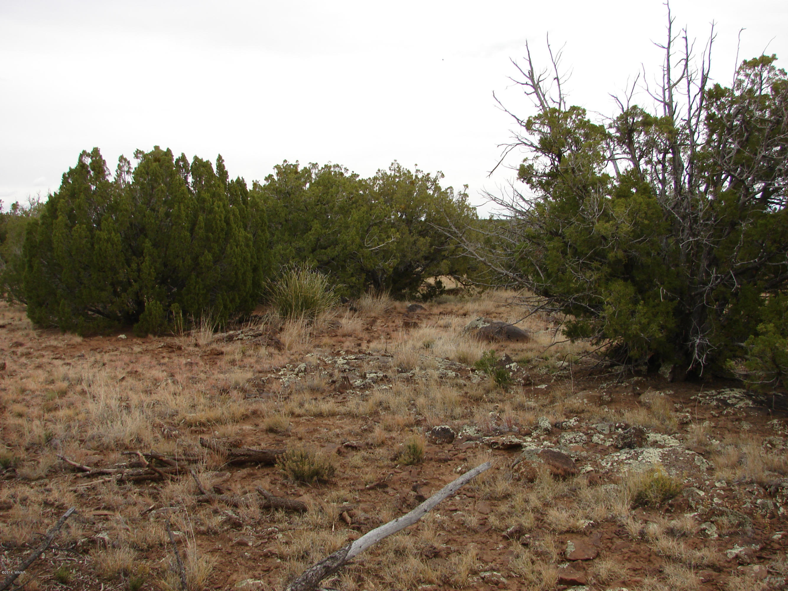 8109 County Road Concho, AZ 85924 - Photo 3 of 15 a view of a forest with trees in the background