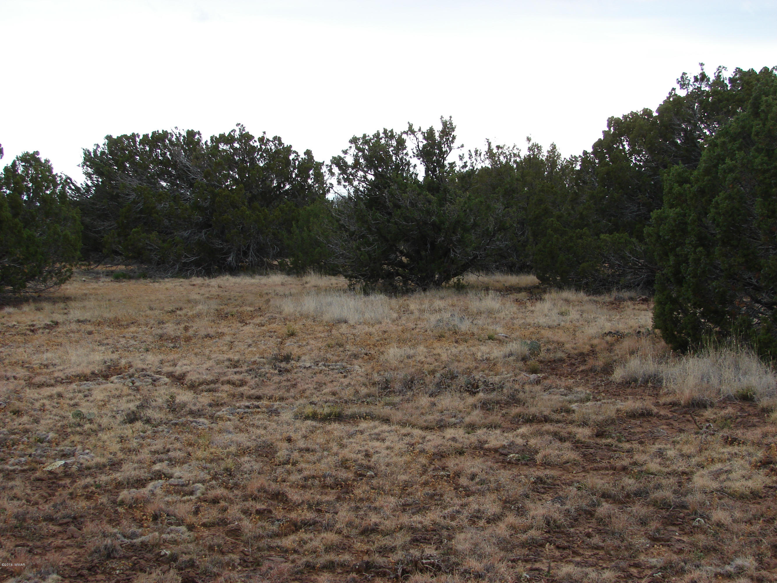 8109 County Road Concho, AZ 85924 - Photo 6 of 15 a view of empty field with trees in background