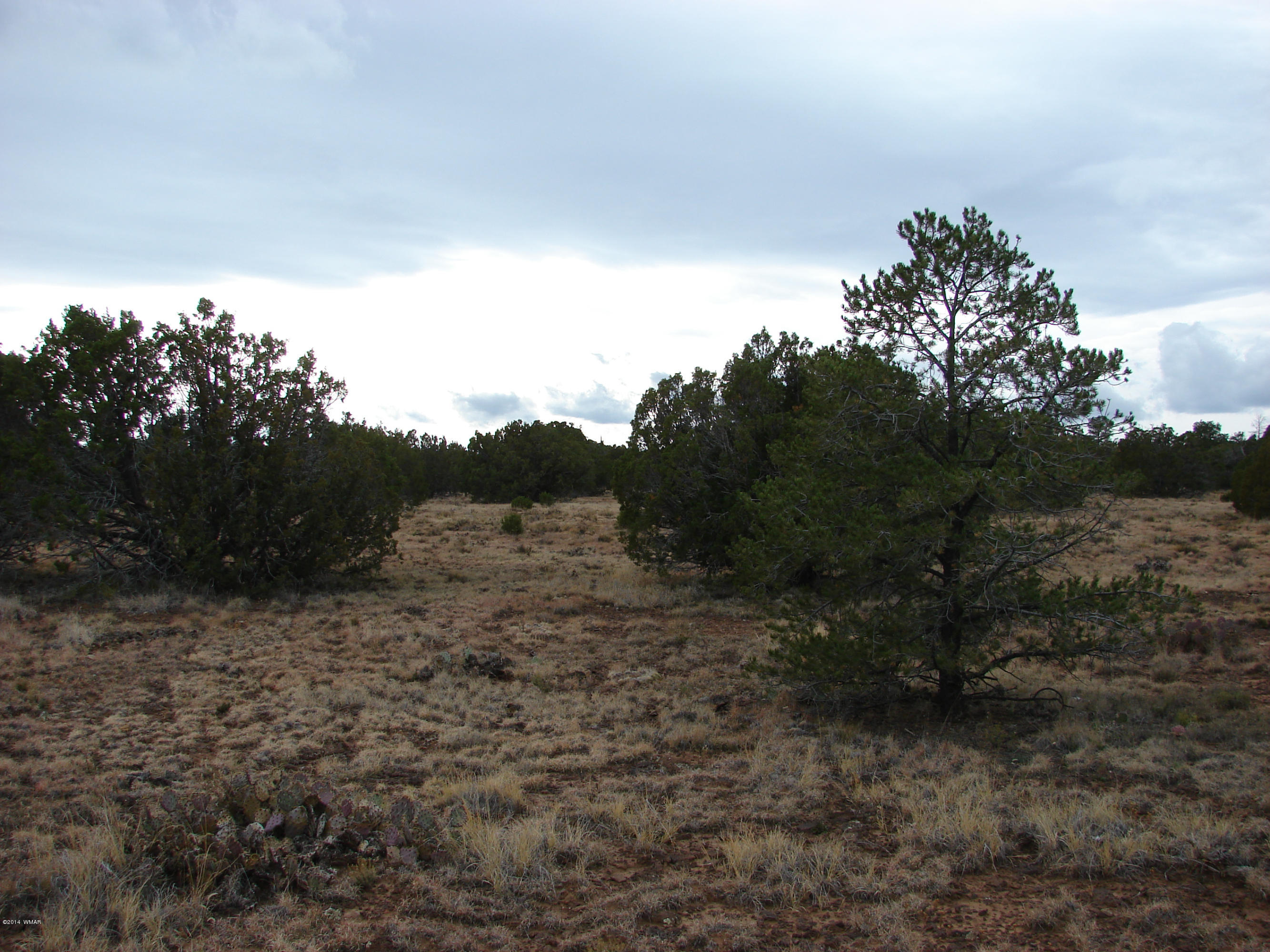 8109 County Road Concho, AZ 85924 - Photo 7 of 15 a view of a dry yard with trees