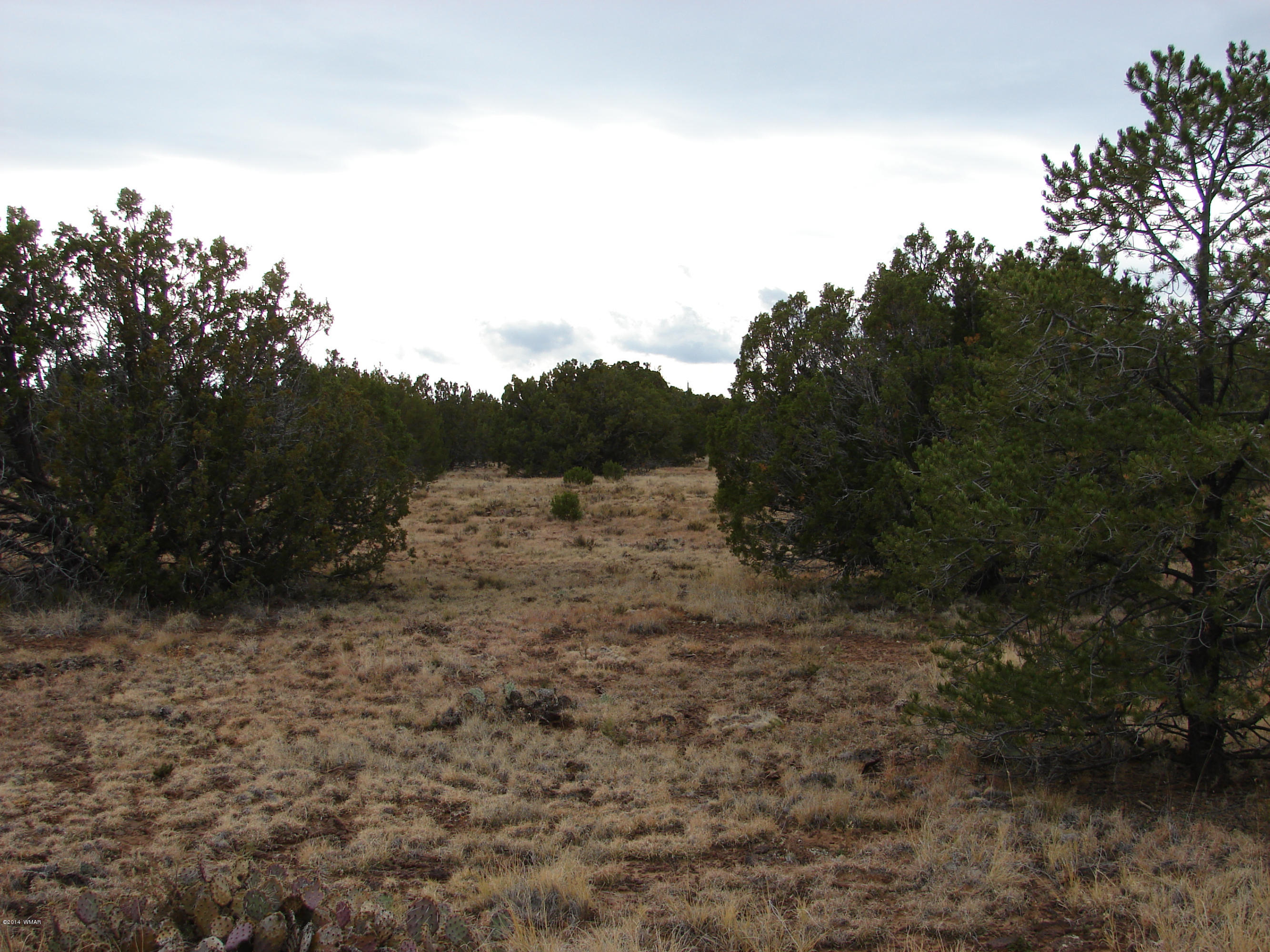 8109 County Road Concho, AZ 85924 - Photo 8 of 15 a view of a dry yard with trees in the background