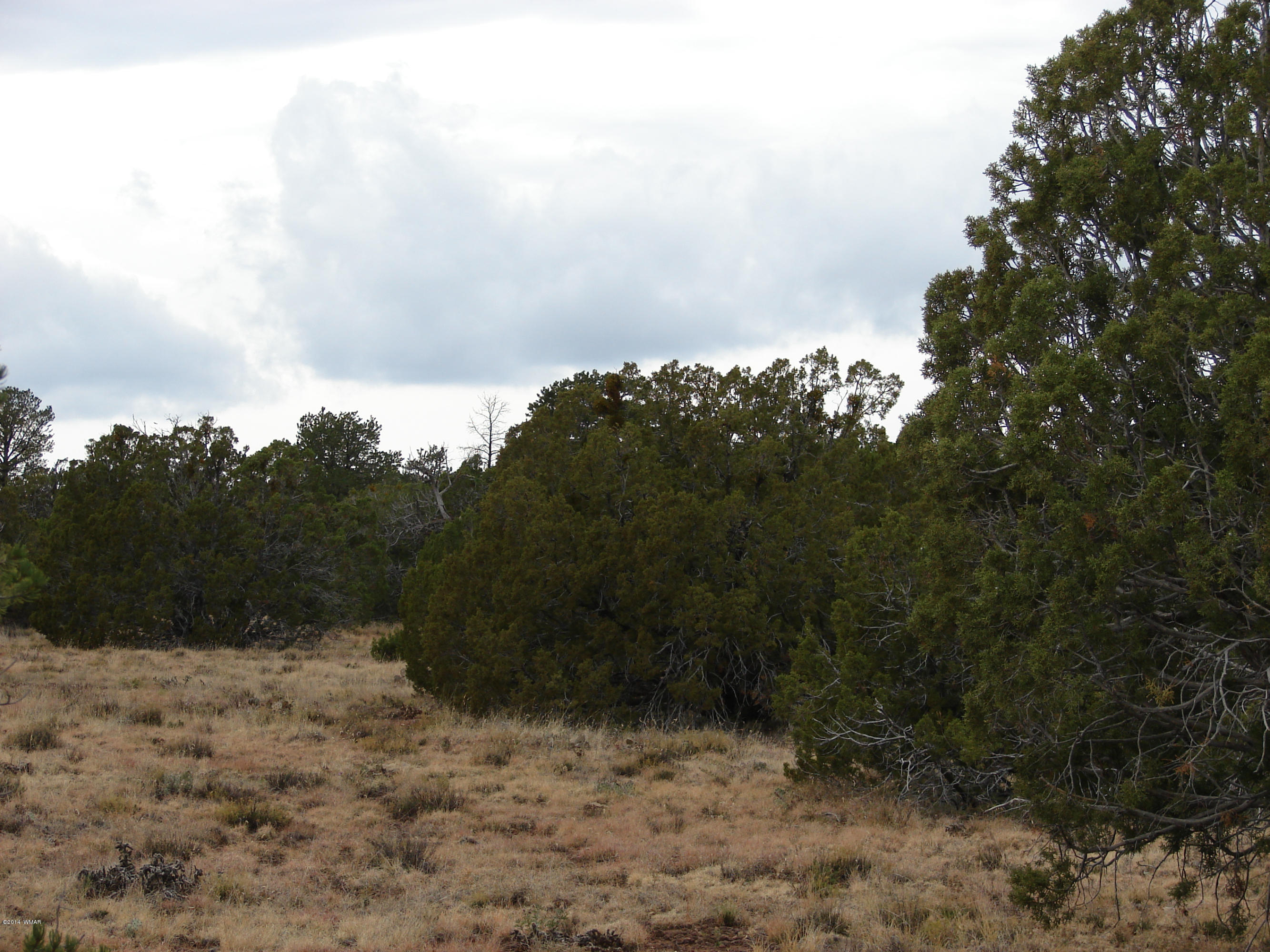 8109 County Road Concho, AZ 85924 - Photo 9 of 15 a view of a yard
