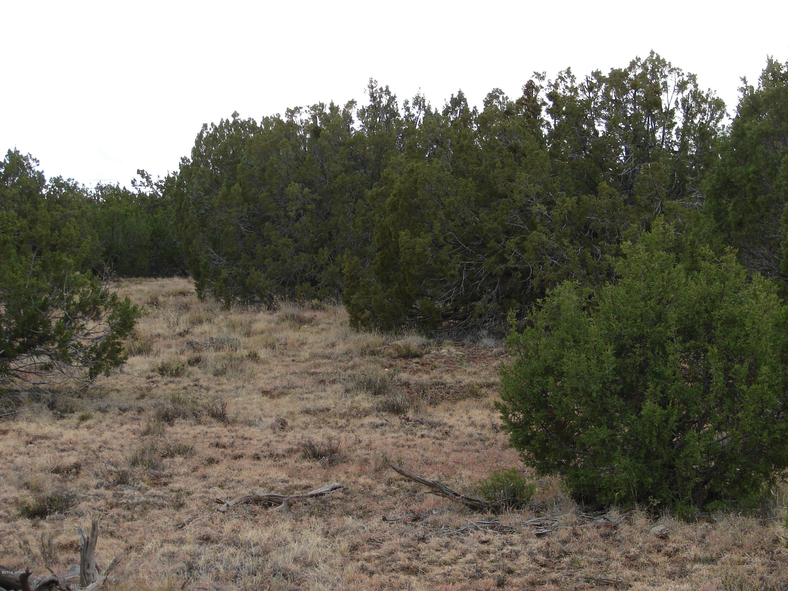 8109 County Road Concho, AZ 85924 - Photo 10 of 15 a view of a forest with trees in the background
