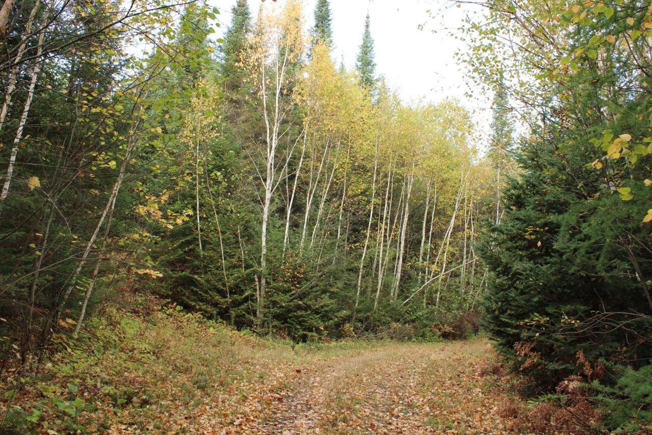 Off Warren Road Fifield, WI 54524 - Photo 14 of 28 Gallery Image 14