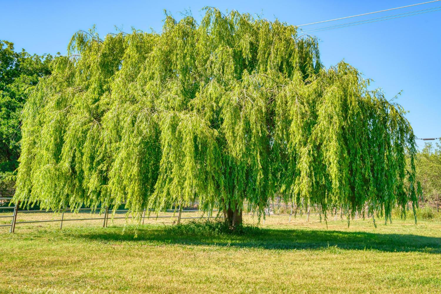 12518 Lone Oak Road Waterford, CA 95386 - Photo 35 of 50 a view of swimming pool with a yard