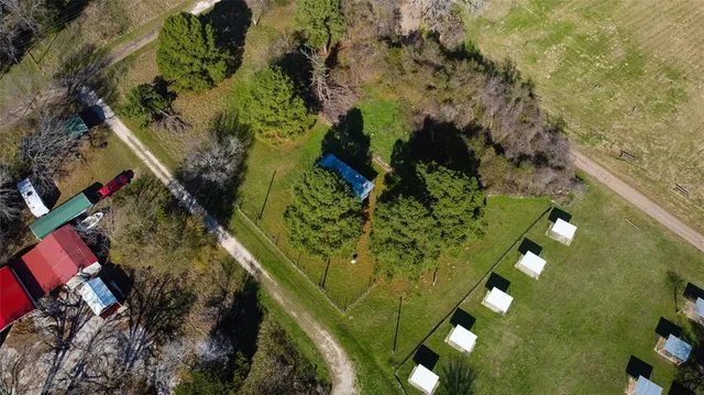 a close up of a tree in a yard