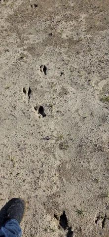 $499,999 | 364 Morrison Farm Road, Mariaville, ME 04605