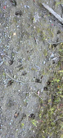 $499,999 | 364 Morrison Farm Road, Mariaville, ME 04605