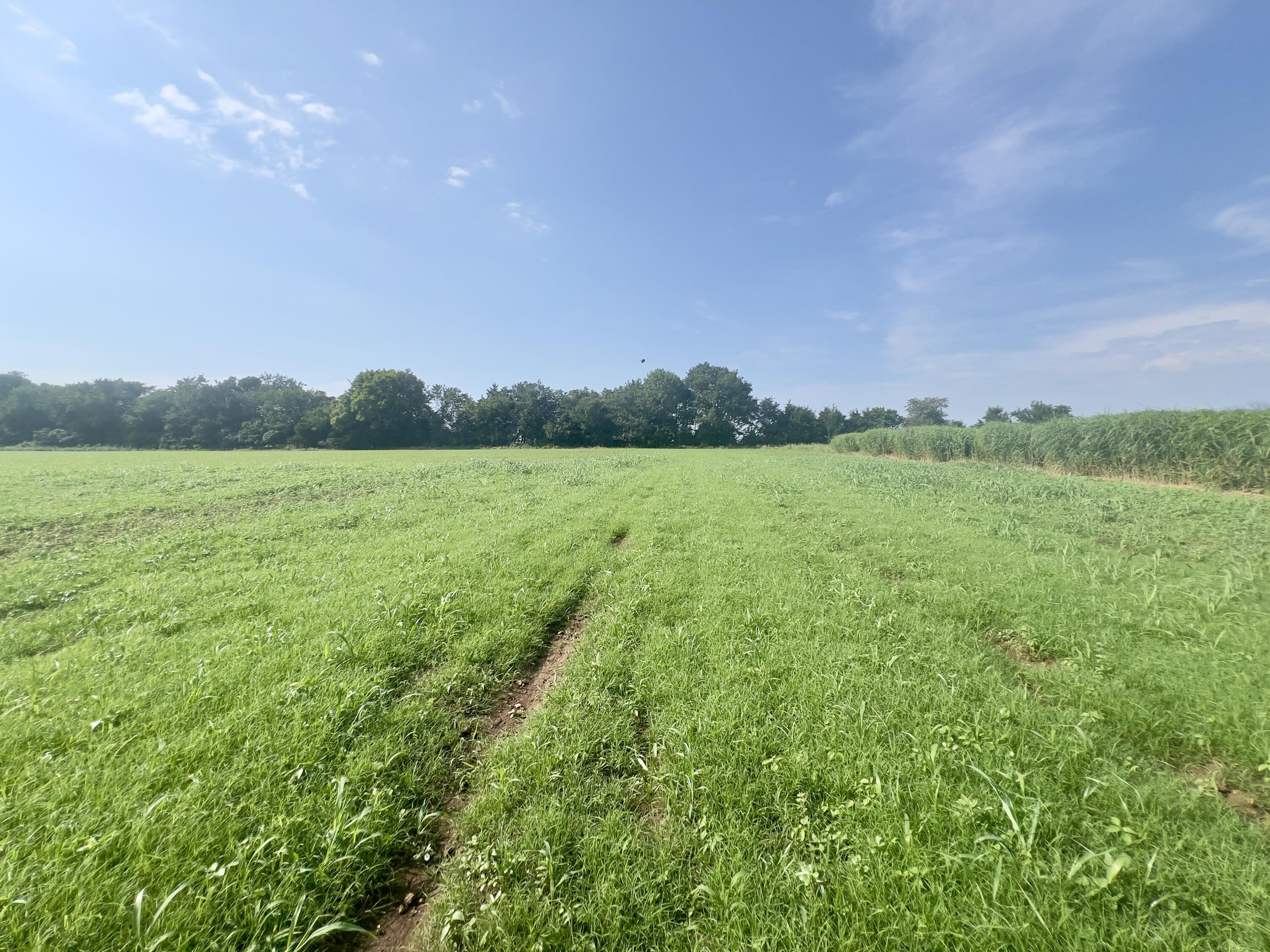 0 Cedar Lane Reeds, MO 64859 - Photo 10 of 16 IMG_7679