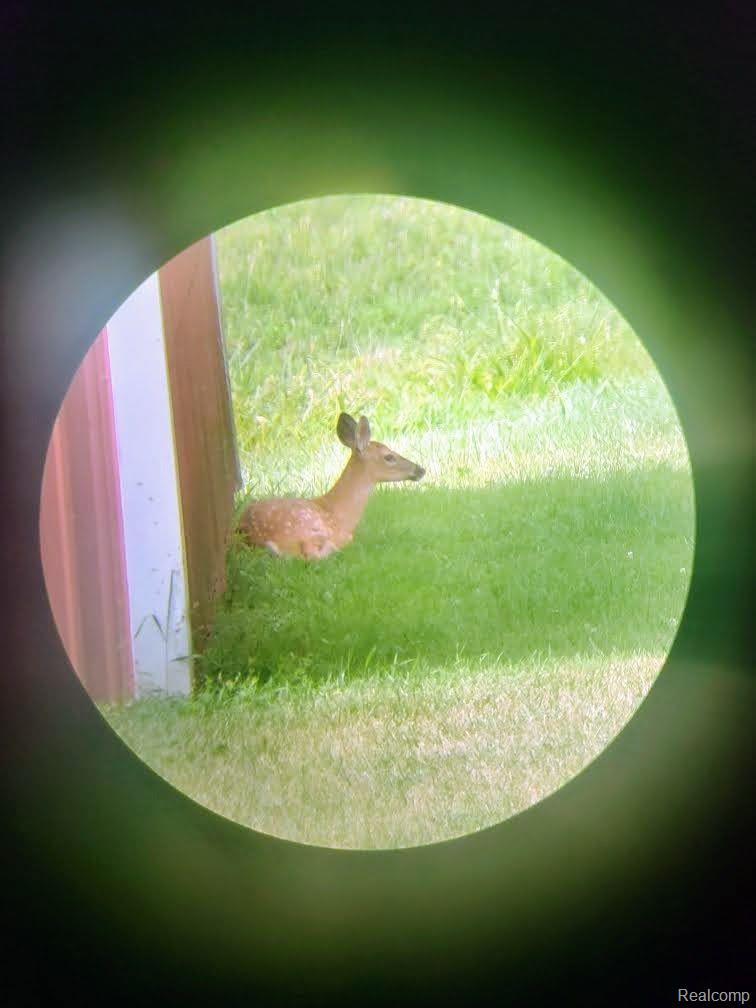 5253 North Henderson Road Davison, MI 48423 - Photo 19 of 51 Wildlife!
I spy with my little eye...