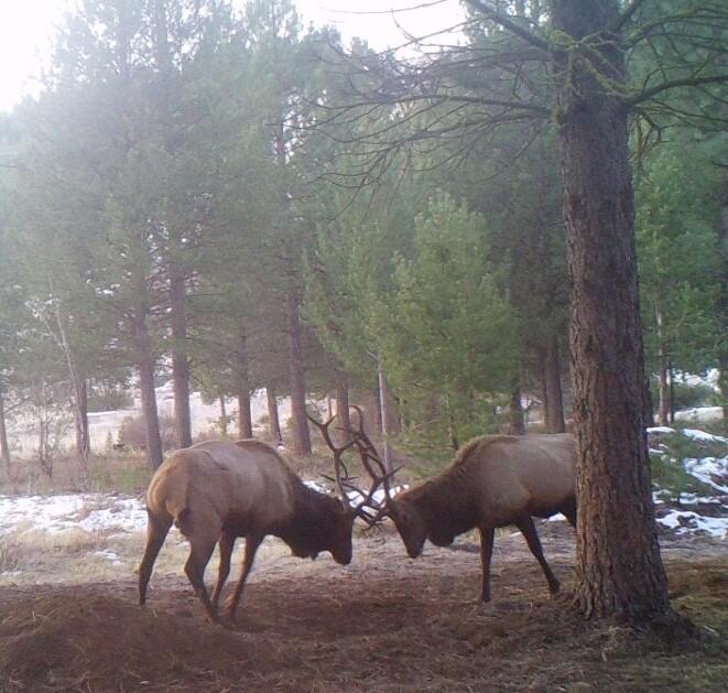 2125 Lava Drive Fall River Mills, CA 96028 - Photo 11 of 66 69