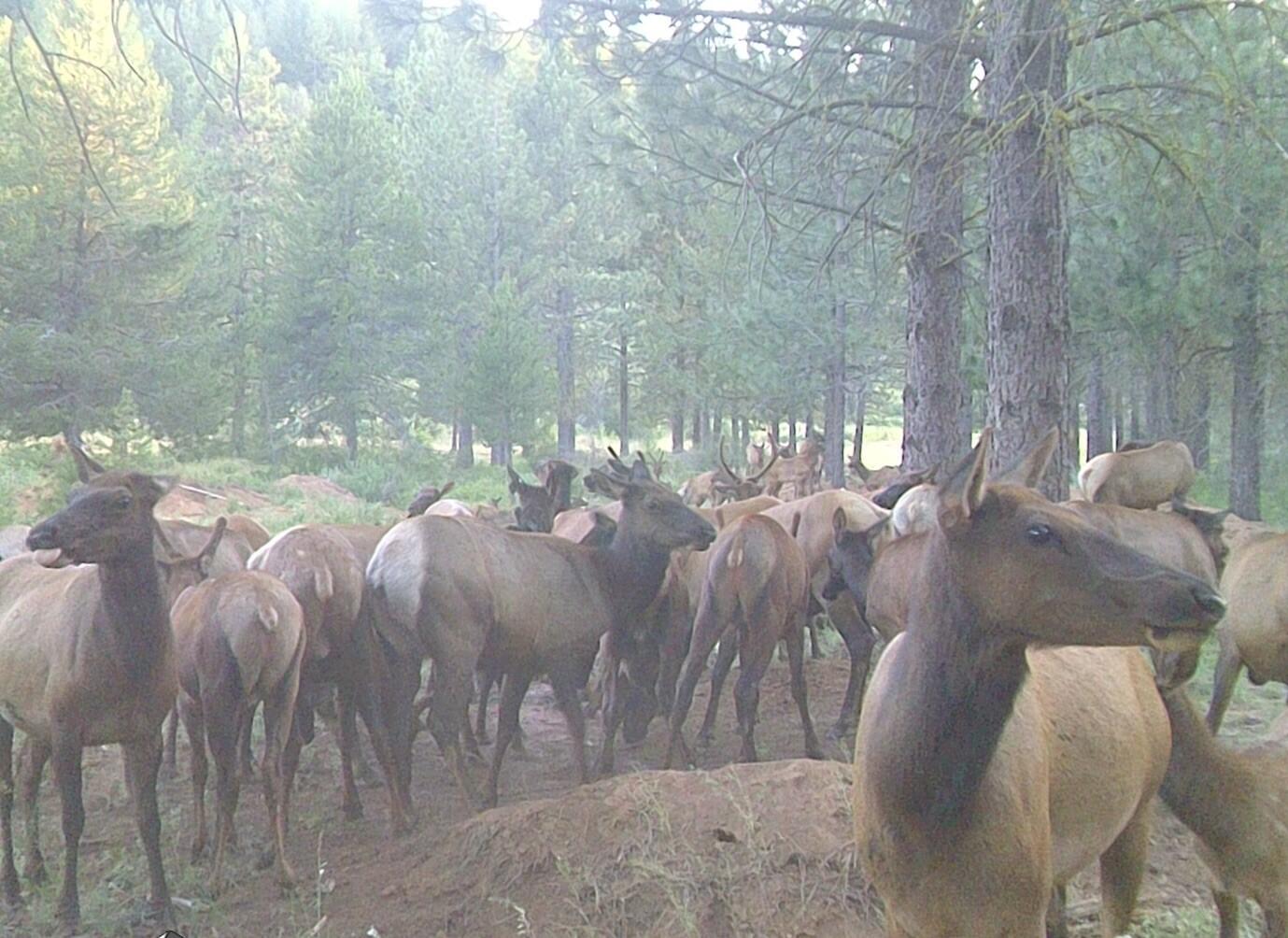 2125 Lava Drive Fall River Mills, CA 96028 - Photo 12 of 66 82