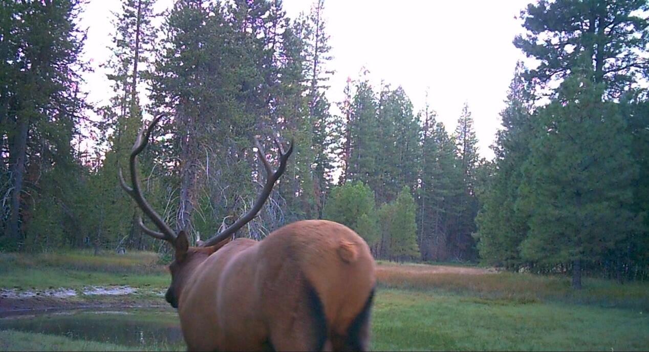 2125 Lava Drive Fall River Mills, CA 96028 - Photo 13 of 66 73