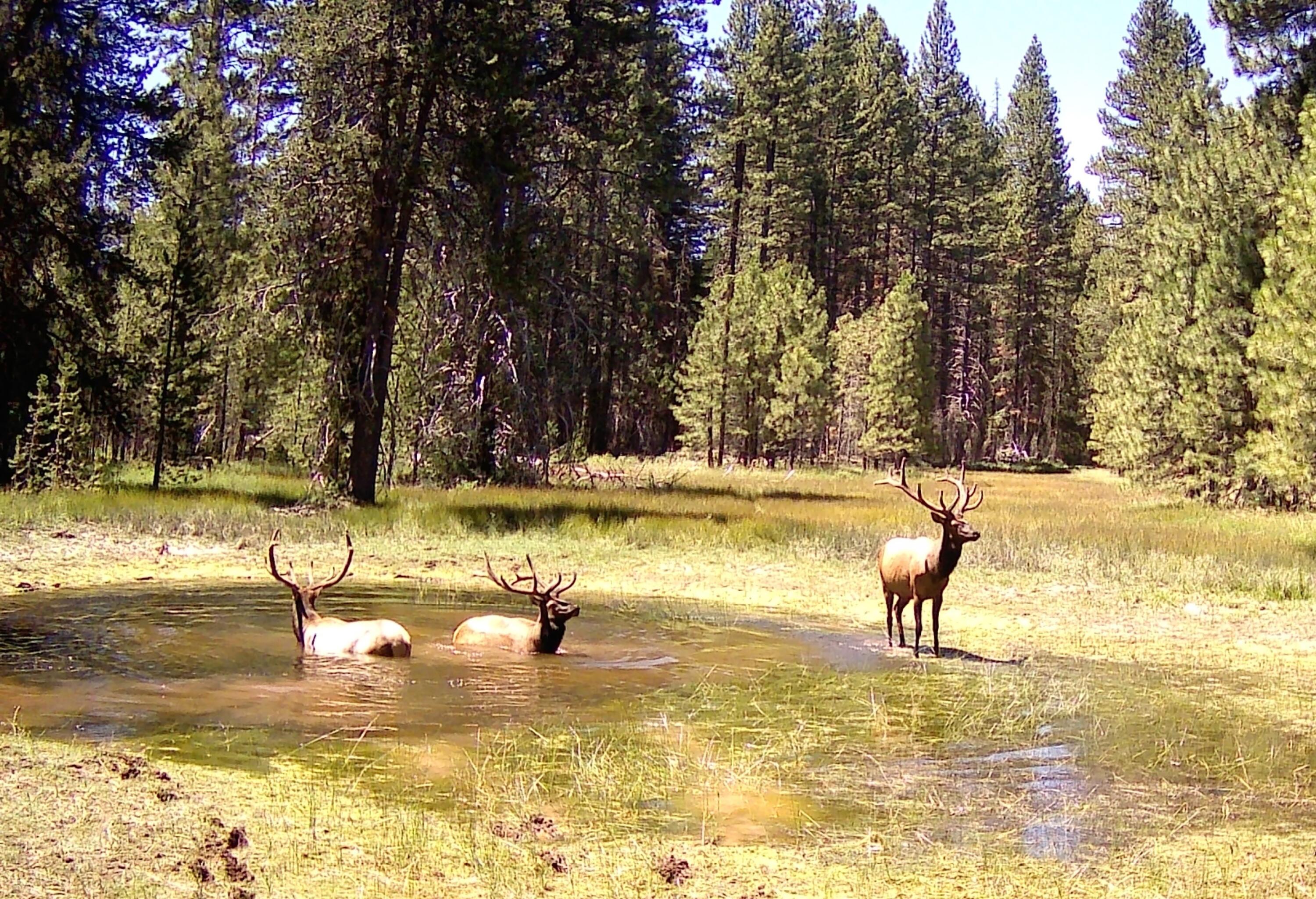 2125 Lava Drive Fall River Mills, CA 96028 - Photo 2 of 66 72