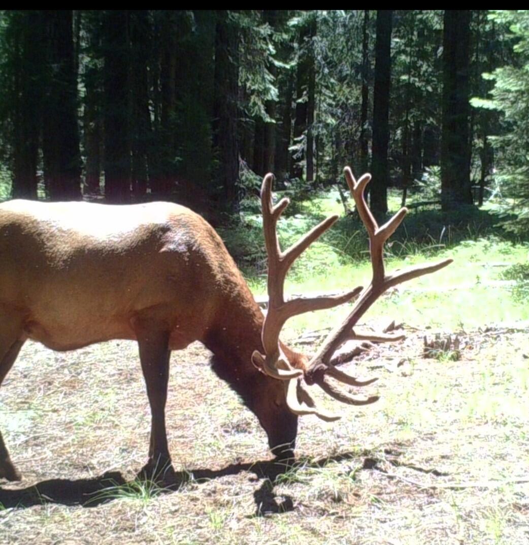 2125 Lava Drive Fall River Mills, CA 96028 - Photo 38 of 66 70