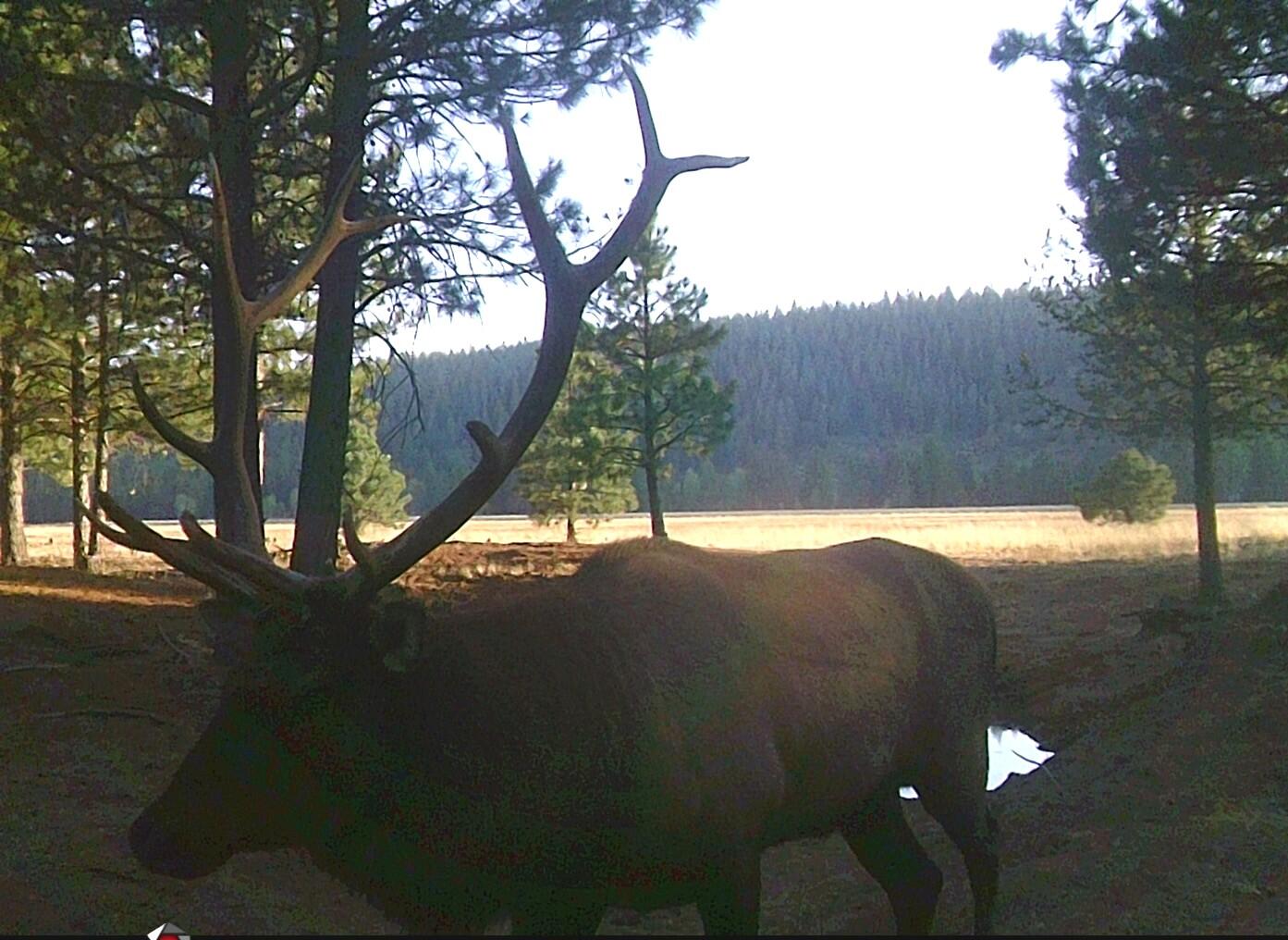 2125 Lava Drive Fall River Mills, CA 96028 - Photo 40 of 66 80