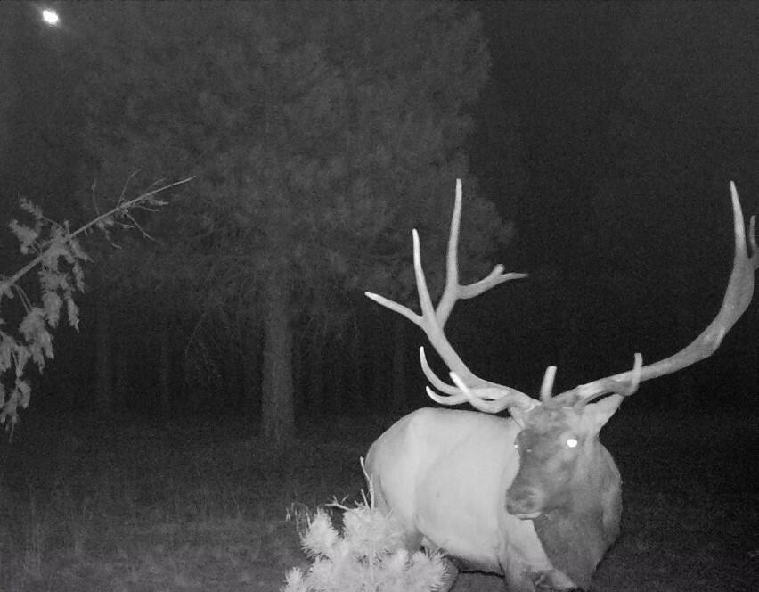 2125 Lava Drive Fall River Mills, CA 96028 - Photo 41 of 66 79