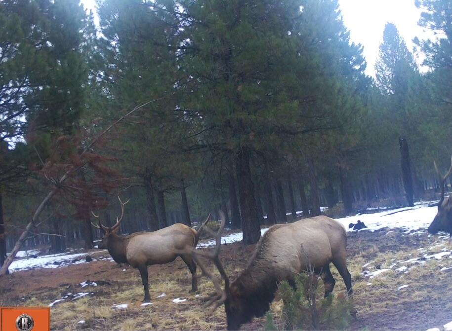 2125 Lava Drive Fall River Mills, CA 96028 - Photo 42 of 66 75