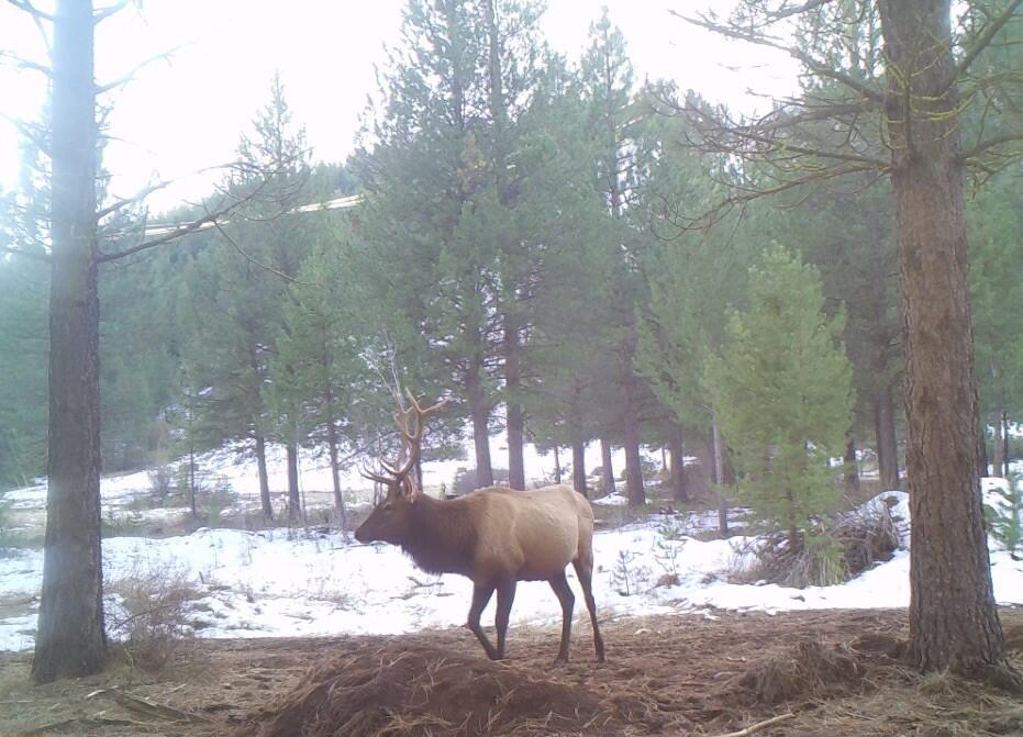 2125 Lava Drive Fall River Mills, CA 96028 - Photo 43 of 66 76