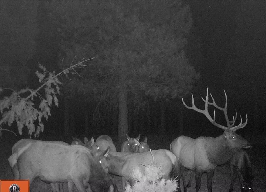 2125 Lava Drive Fall River Mills, CA 96028 - Photo 44 of 66 78