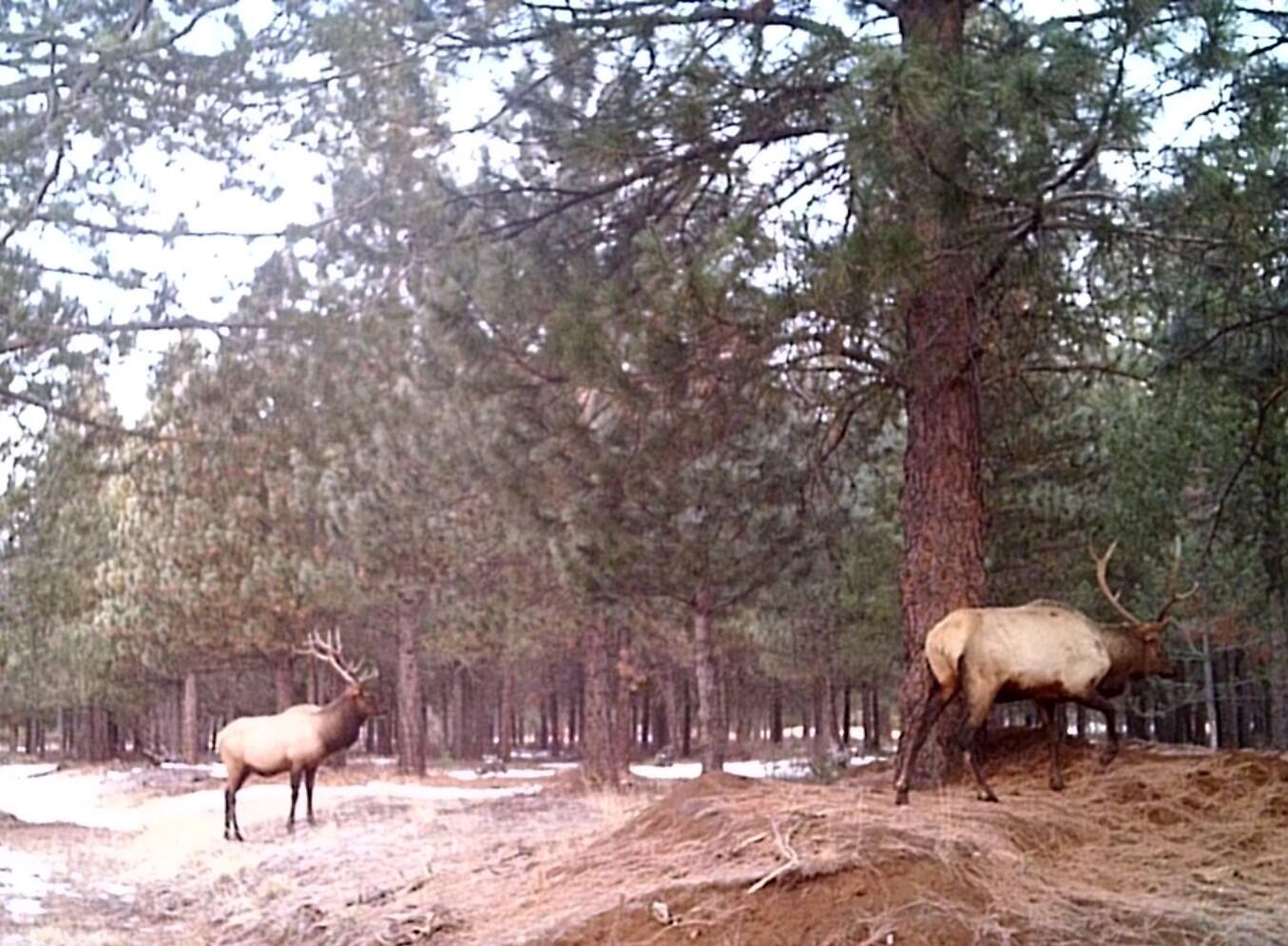 2125 Lava Drive Fall River Mills, CA 96028 - Photo 45 of 66 77