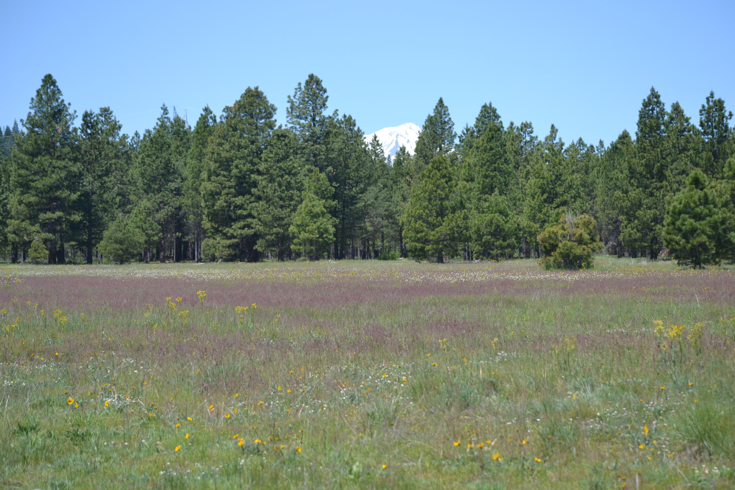 2125 Lava Drive Fall River Mills, CA 96028 - Photo 48 of 66 8