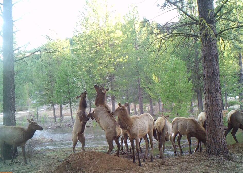 2125 Lava Drive Fall River Mills, CA 96028 - Photo 6 of 66 68